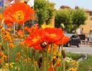 "Blumen am Strassenrand" von Ruth Hase