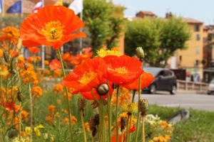 "Blumen am Strassenrand" von Ruth Hase