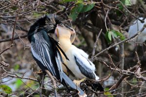 2. Platz 'Amerikanischer Schlangenhalsvogel' von Ingo Rittscher 2. Platz 'Amerikanischer Schlangenhalsvogel' von Ingo Rittscher