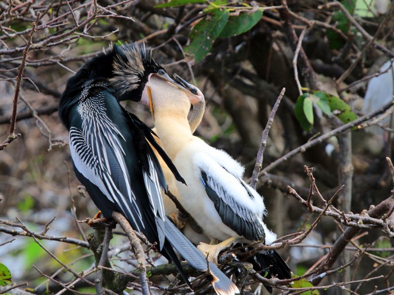 2. Platz 'Amerikanischer Schlangenhalsvogel' von Ingo Rittscher 2. Platz 'Amerikanischer Schlangenhalsvogel' von Ingo Rittscher