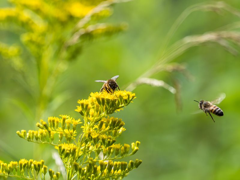Bienen Bienen