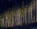 Wald-Lichtung