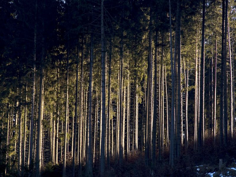 Wald-Lichtung Wald-Lichtung