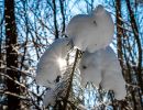 Wintersonne