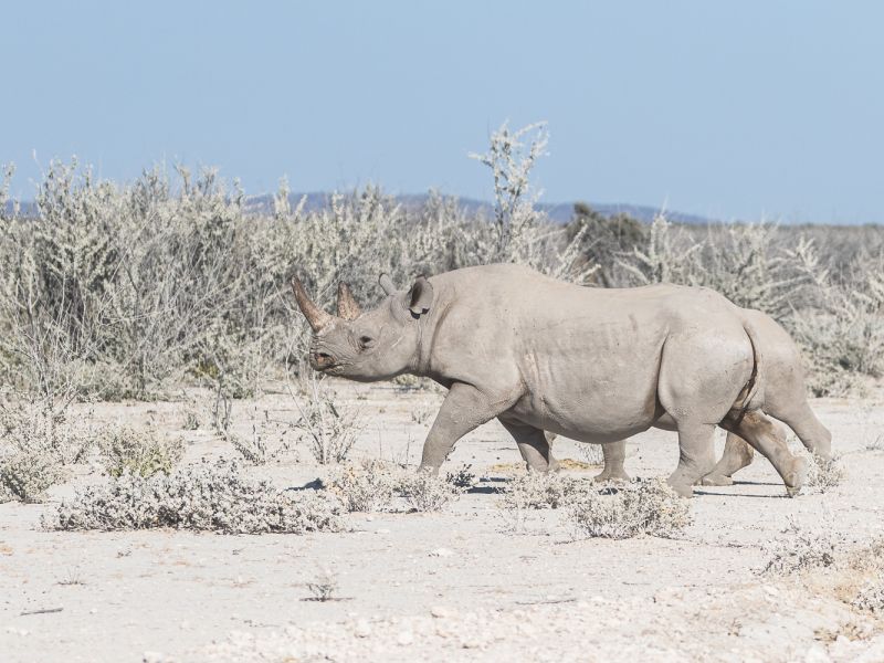 Nashorn Nashorn