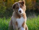 4. Platz "Hund im Herbst" von Tamara Mayer