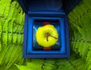 1. Platz "Apple Watch" von Evi Mayer
