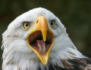 Adler_Weißkopf