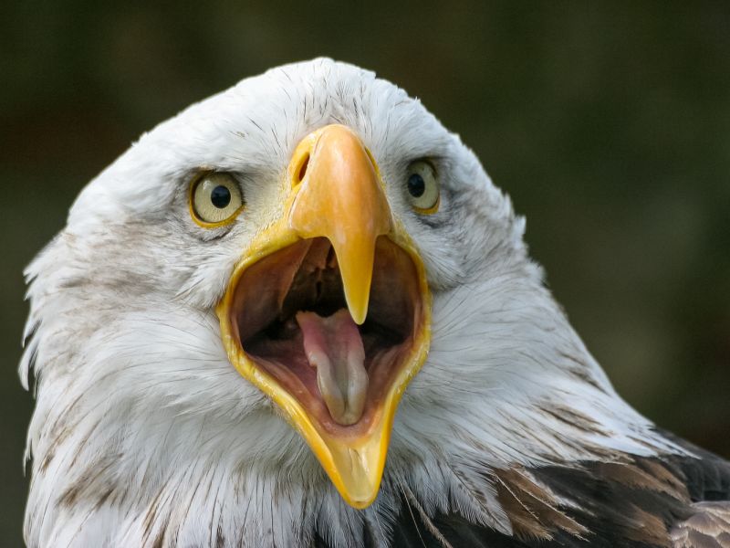 Adler_Weißkopf Adler_Weißkopf