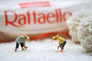 3.Platz "Raffaello vom Reisbauern" von Ralf Wandke 3.Platz "Raffaello vom Reisbauern" von Ralf Wandke