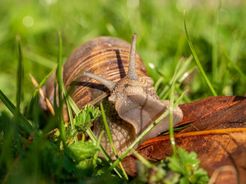 9.Platz 'Schnecke in Pose' von Hermann Weiß 9.Platz 'Schnecke in Pose' von Hermann Weiß