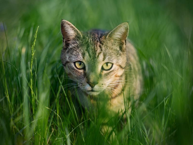 5.Platz 'On the Hunt' von Christopher Zapf 5.Platz 'On the Hunt' von Christopher Zapf
