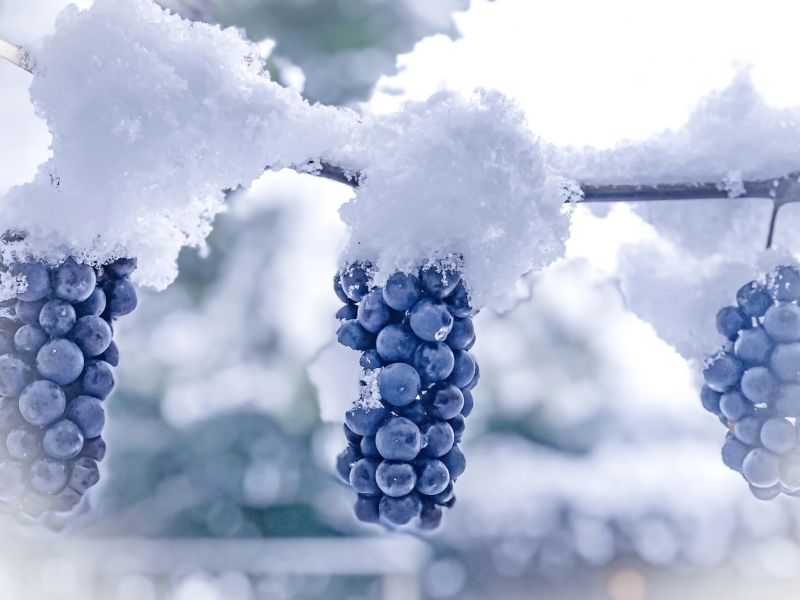 1.Platz 'Der nächste Eiswein' von Evi Mayer 1.Platz 'Der nächste Eiswein' von Evi Mayer