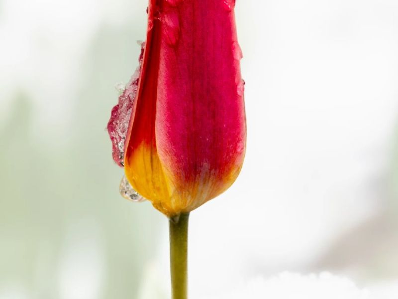 10.platz  letzter schnee vorm fruehling  von curd jaenisch 10.platz  letzter schnee vorm fruehling  von curd jaenisch