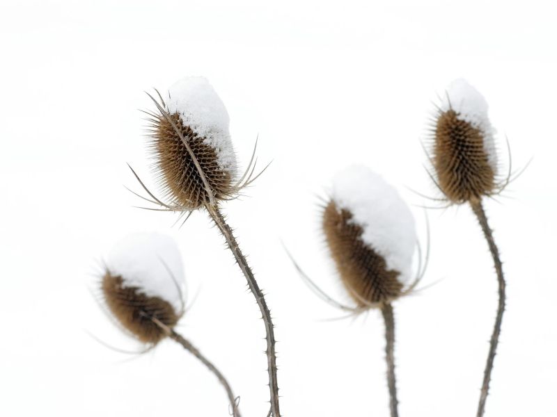 10.platz  schneehaeubchen  von hermann weiss 10.platz  schneehaeubchen  von hermann weiss