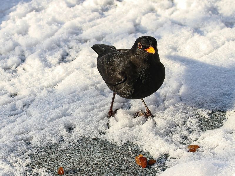 10.platz  schneerosinen  von curd jaenisch 10.platz  schneerosinen  von curd jaenisch
