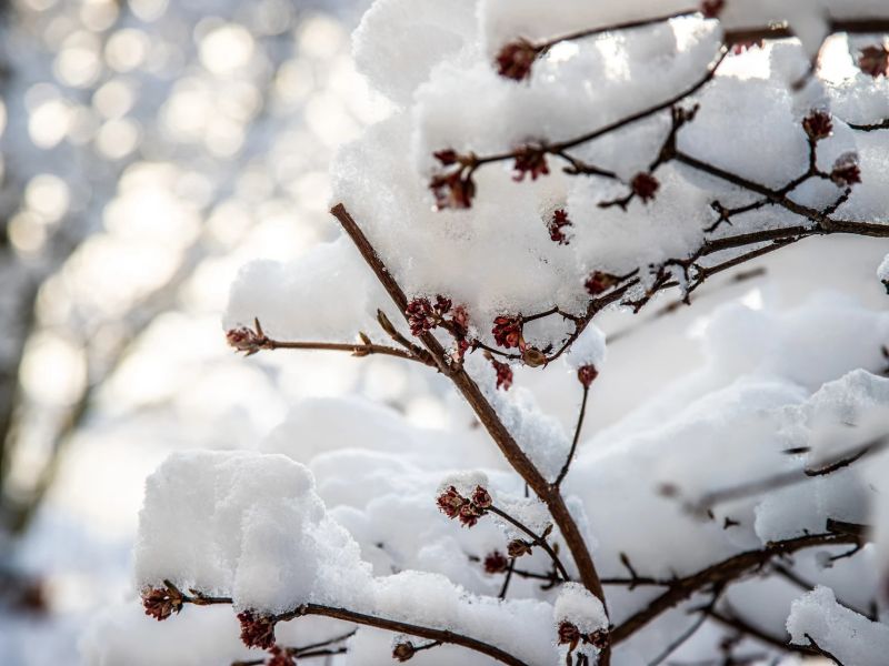 18.platz  neuschnee im fruehling  von hermann weiss 18.platz  neuschnee im fruehling  von hermann weiss