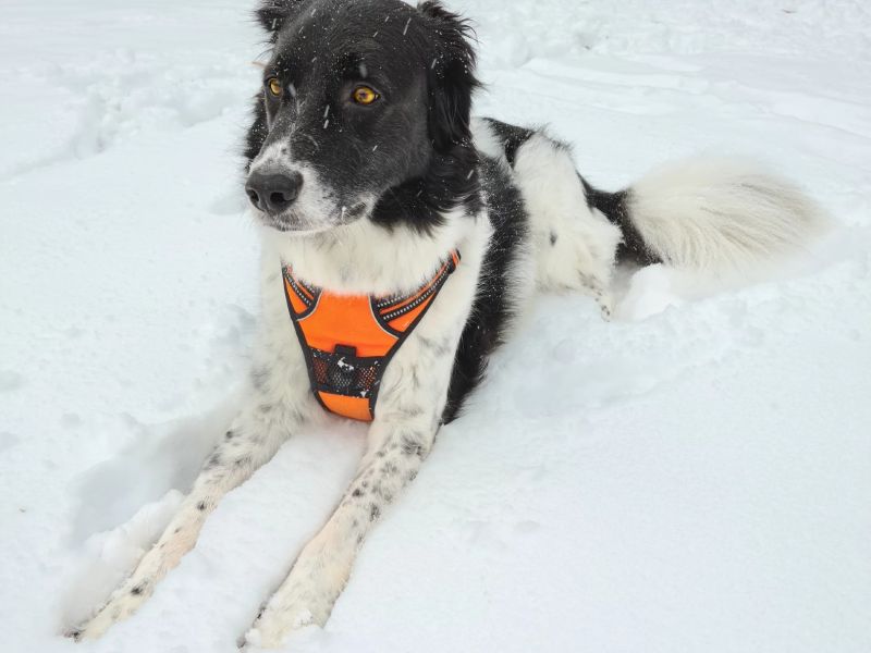 18.platz  schneeschock  von samantha mitosinka 18.platz  schneeschock  von samantha mitosinka