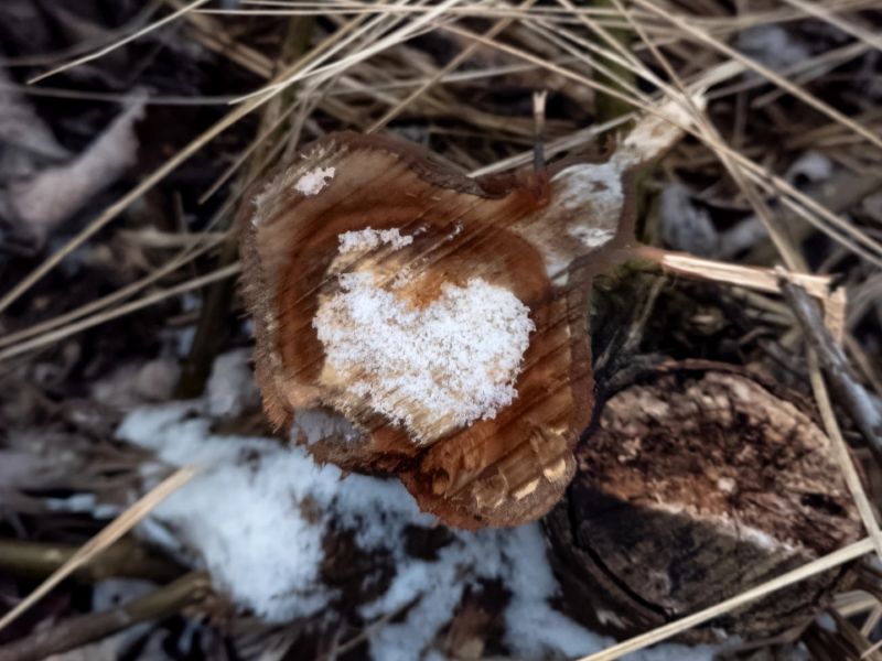 23.Platz 'Schneeherz' von Samantha Mitosinka 23.Platz 'Schneeherz' von Samantha Mitosinka