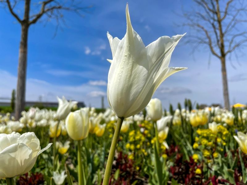 6.Platz 'In der Sonne' von Curd Jaenisch 6.Platz 'In der Sonne' von Curd Jaenisch