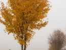 5.Platz 'Novembernebel' von Hermann Weiß