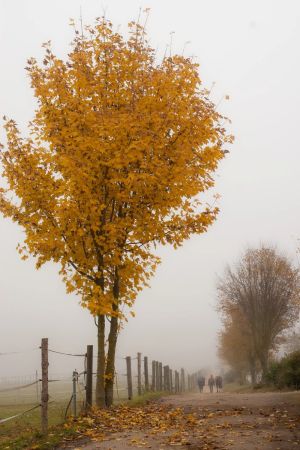5.Platz 'Novembernebel' von Hermann Weiß 5.Platz 'Novembernebel' von Hermann Weiß