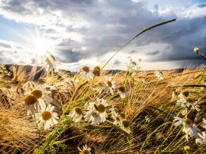 2.Platz 'Nach dem Sommergewitter' von Hermann Weiß