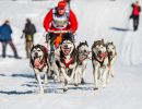 4.Platz 'Hundeschlitten oder Schlittenhunde' von Ralf Wandke