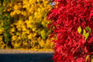 8.Platz 'Herbst' von Rudi Bock