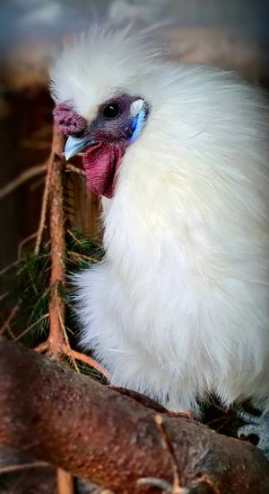 9.Platz 'Huhn' von Samantha Mitosinka