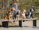 9.Platz 'Hundeparade' von Ralf Wandke