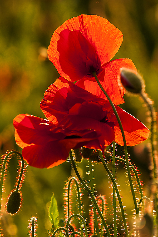 rote rosen diesmal in mohn klein 20150601 1065066429