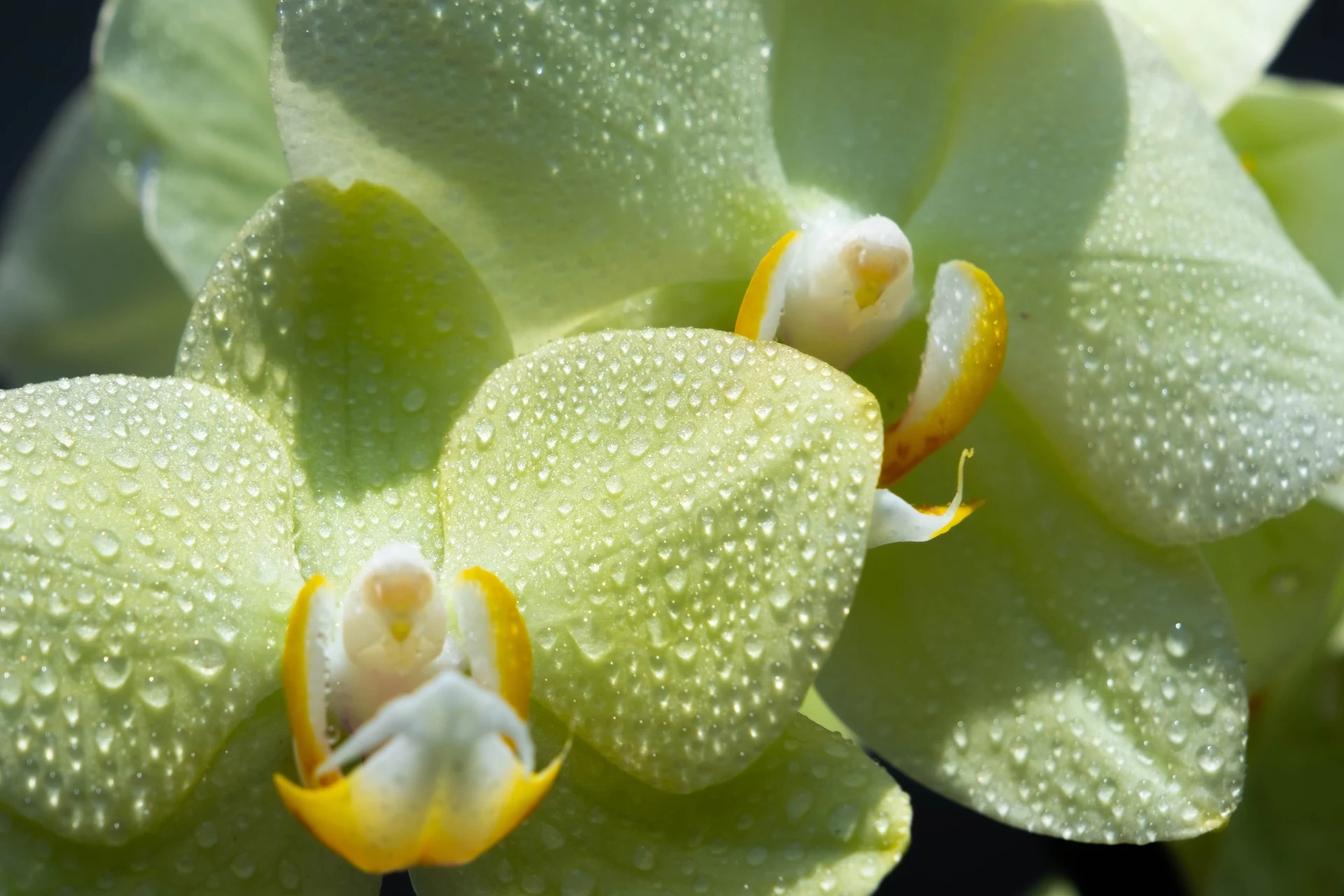 9platz phalaenopsis von daniela riesner 20230705 1585580878
