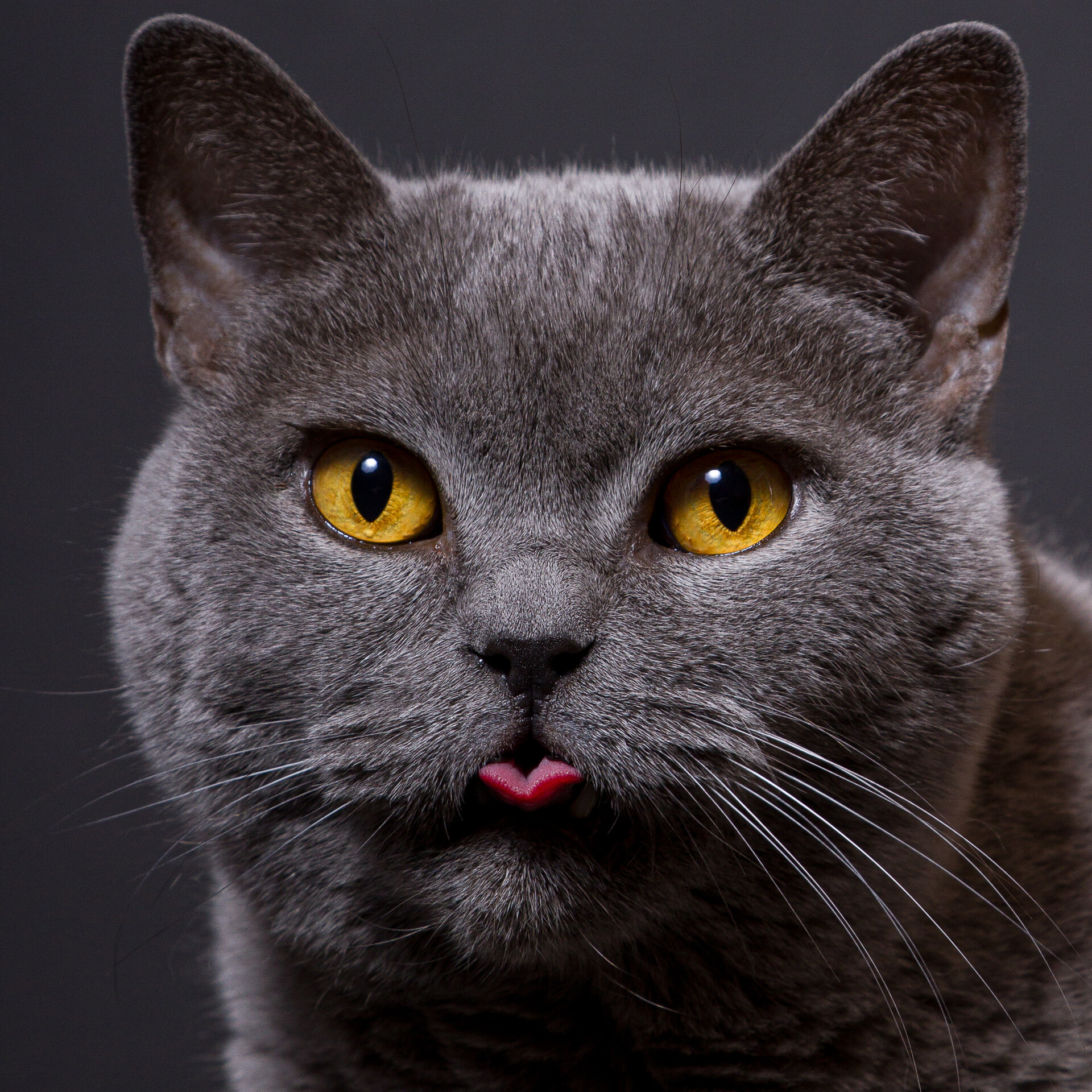 5platz katze aeaeaeaetsch von ralf wandke 20230412 1469340606