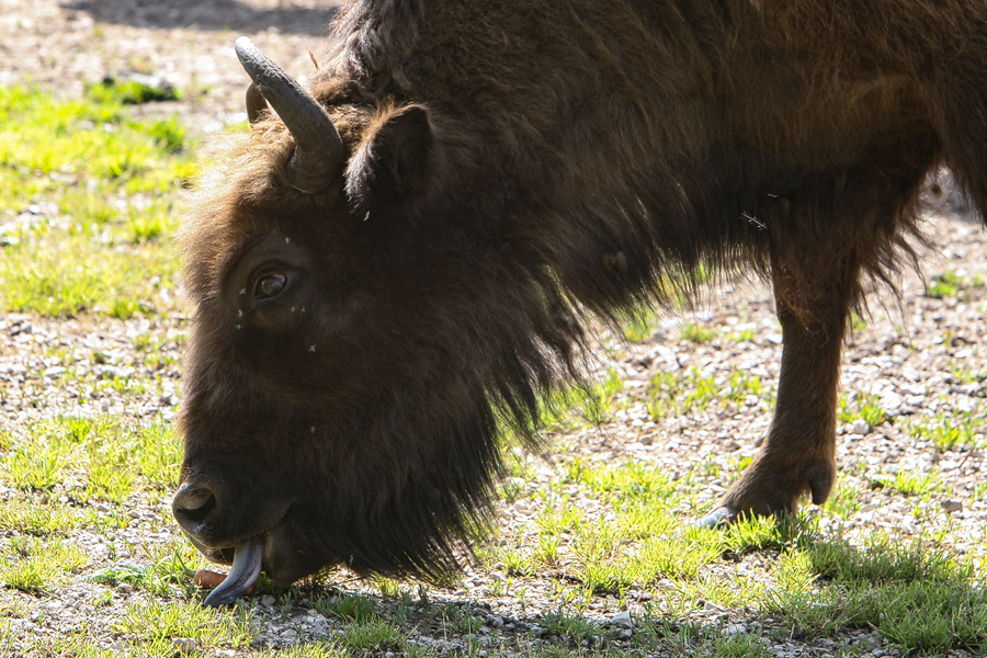 wisent1 20160711 1698067142