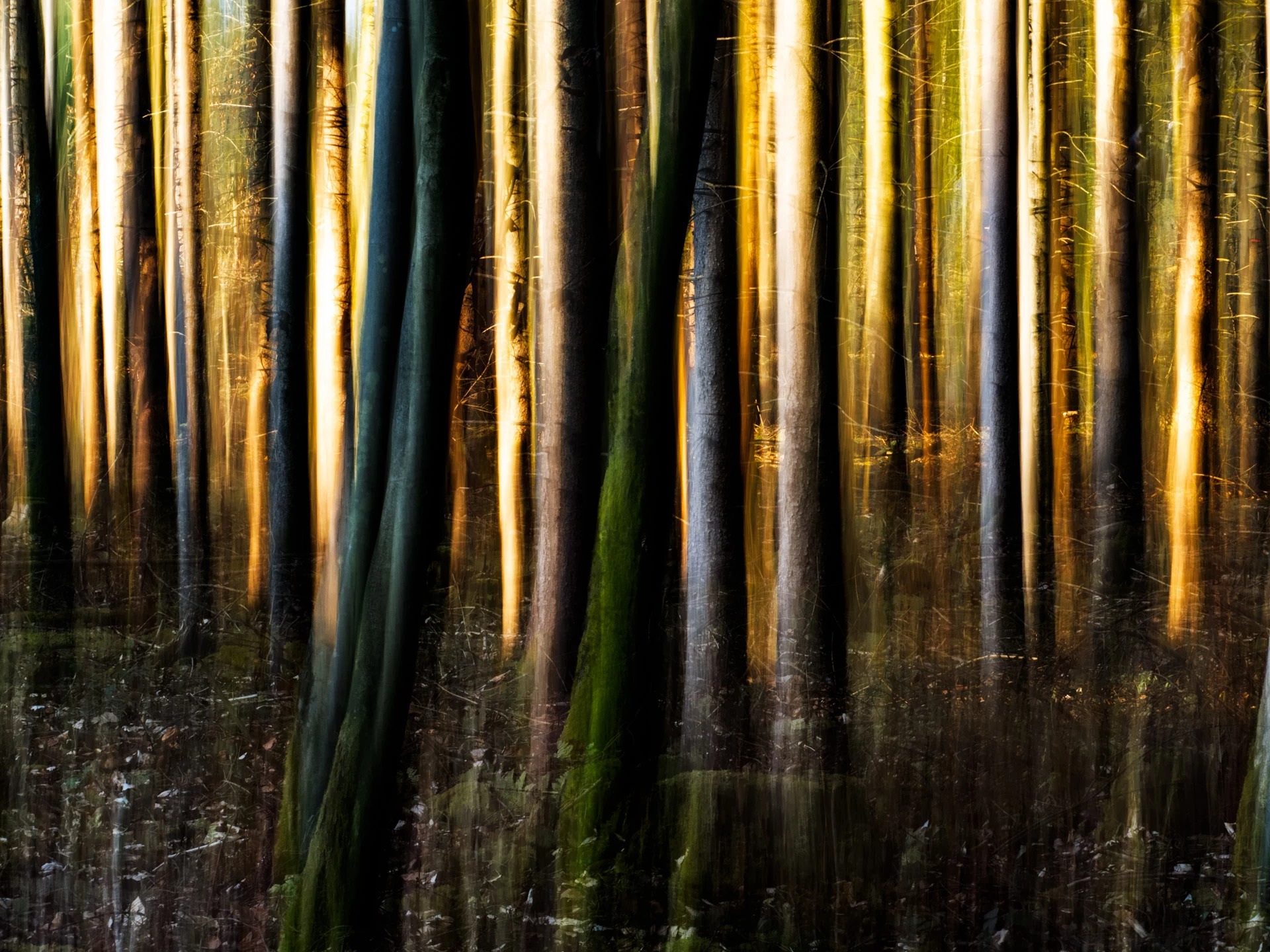 8platz streiflichter im wald von hermann weiss 20231007 1267657017