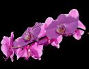 "Orchideenblüte in Pink", von Wolfgang Koston