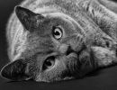 1. Platz 'Cat's Eyes' von Ralf Wandke