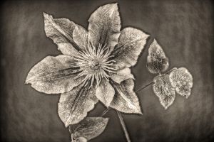 9. Platz "Clematis" von Siegfried Hackenberg 9. Platz "Clematis" von Siegfried Hackenberg