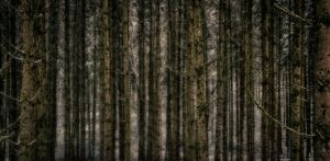 7. Platz "Der Wald ist vertikal" von Siegfried Hackenberg 7. Platz "Der Wald ist vertikal" von Siegfried Hackenberg