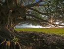1.Platz "Baum" von Ingo Rittscher
