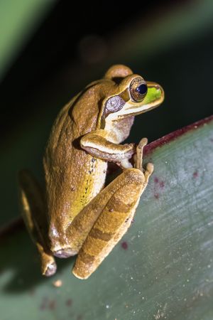 2.Platz "Frosch" von Ralf Wandke 2.Platz "Frosch" von Ralf Wandke