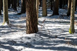 Winterwald Winterwald