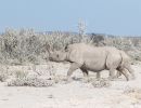 Nashorn