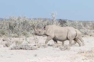 Nashorn Nashorn