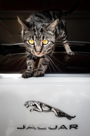 4.Platz "Jaguar-Kätzchen" von Hermann Weiß 4.Platz "Jaguar-Kätzchen" von Hermann Weiß