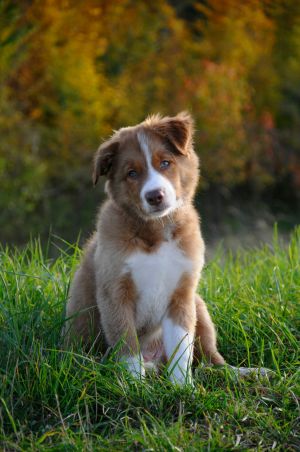 4. Platz "Hund im Herbst" von Tamara Mayer 4. Platz "Hund im Herbst" von Tamara Mayer