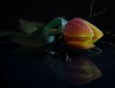 5.Platz "Tulpe" von Raphaela