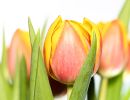 Tulpe rotgelb