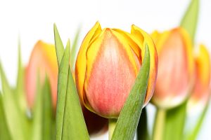 Tulpe rotgelb Tulpe rotgelb